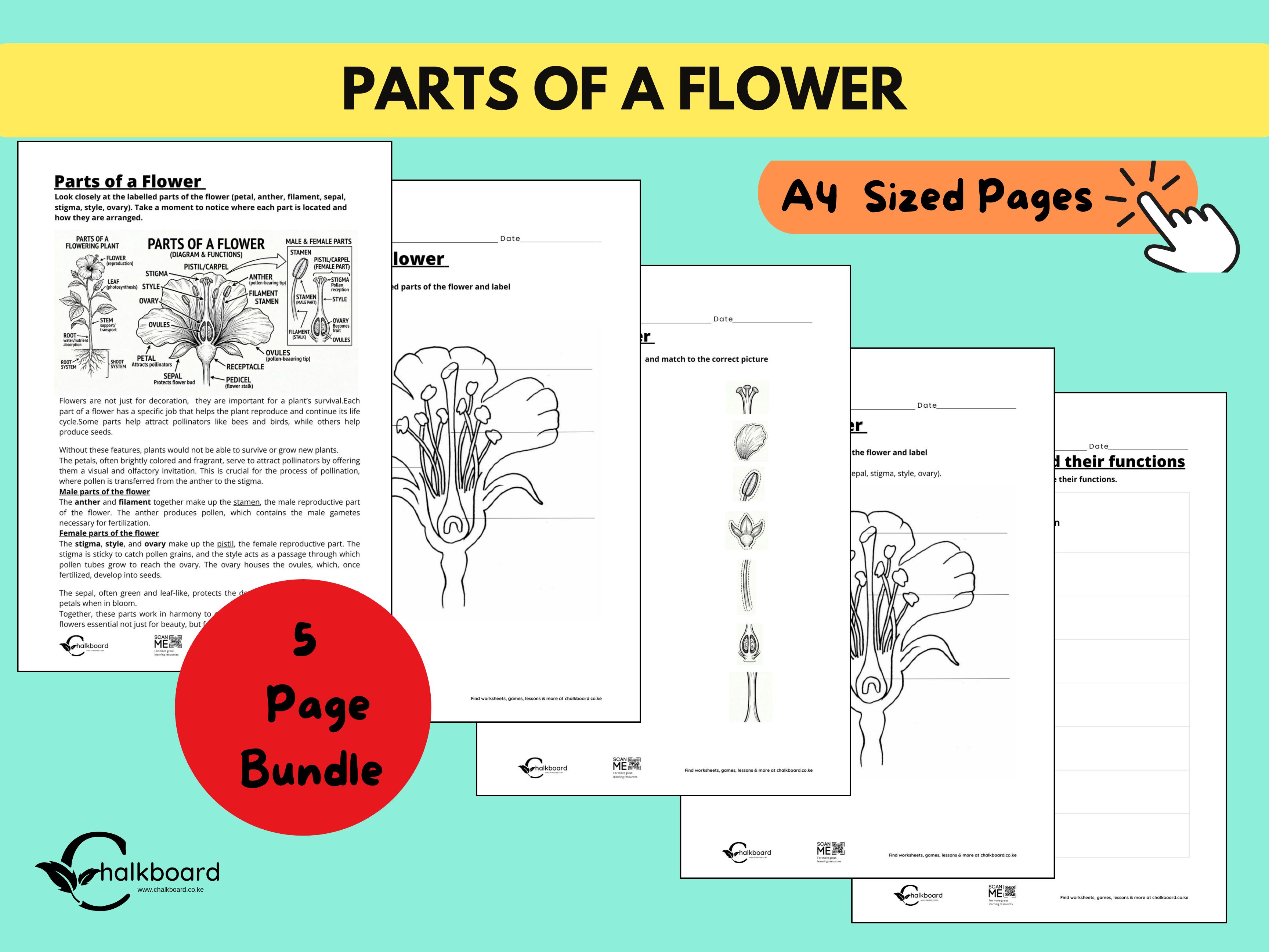  Parts of a Flower Anatomy & Function Guide! | PDF