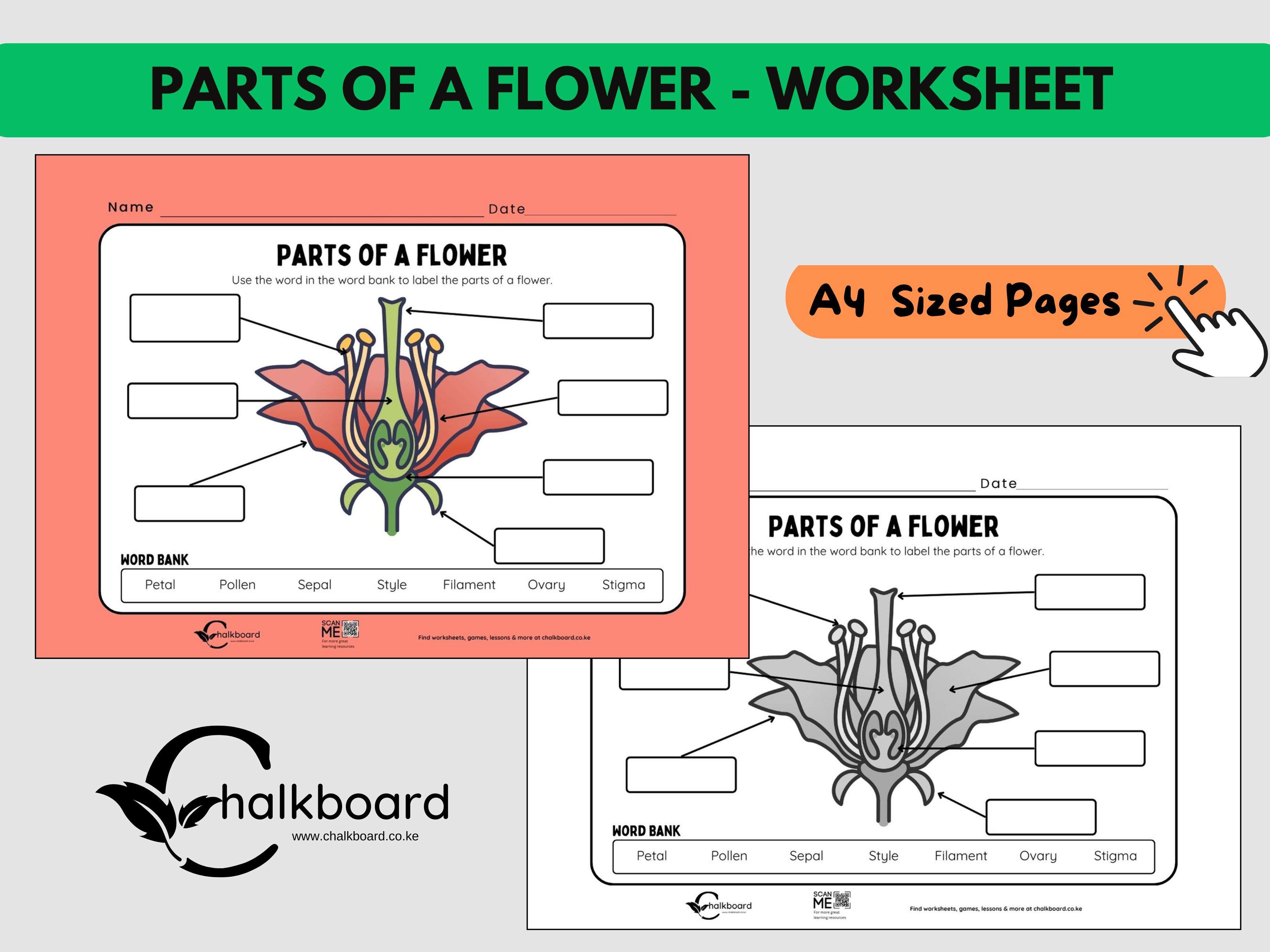 Parts of a Flower Diagram & Labelling Worksheet | pdf