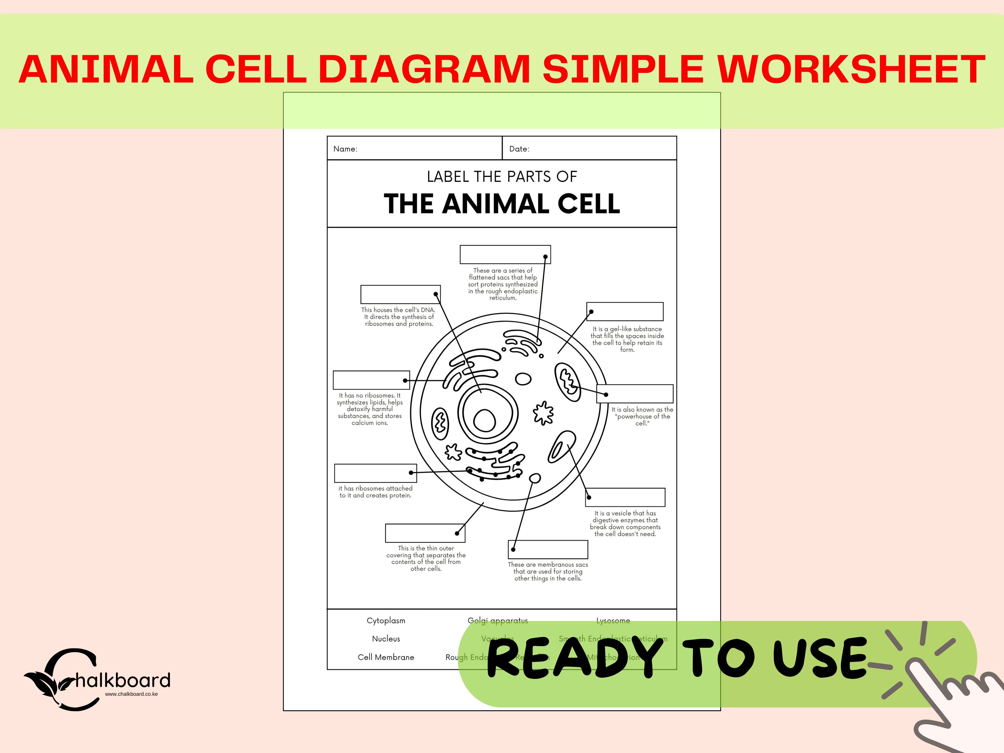 Parts of an Animal Cell" Diagram & Labeling Worksheet! | pdf