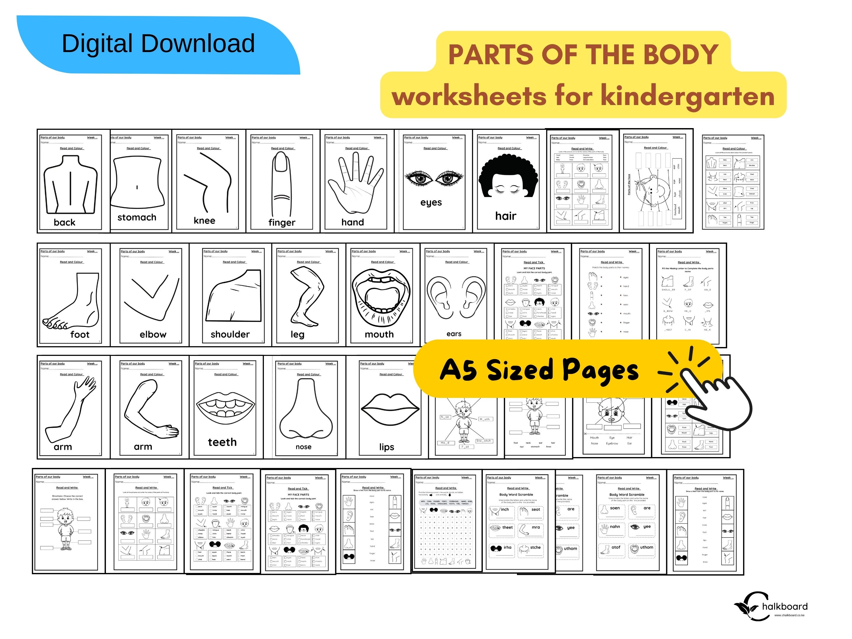 Parts of the Body Worksheets Bundle Pack