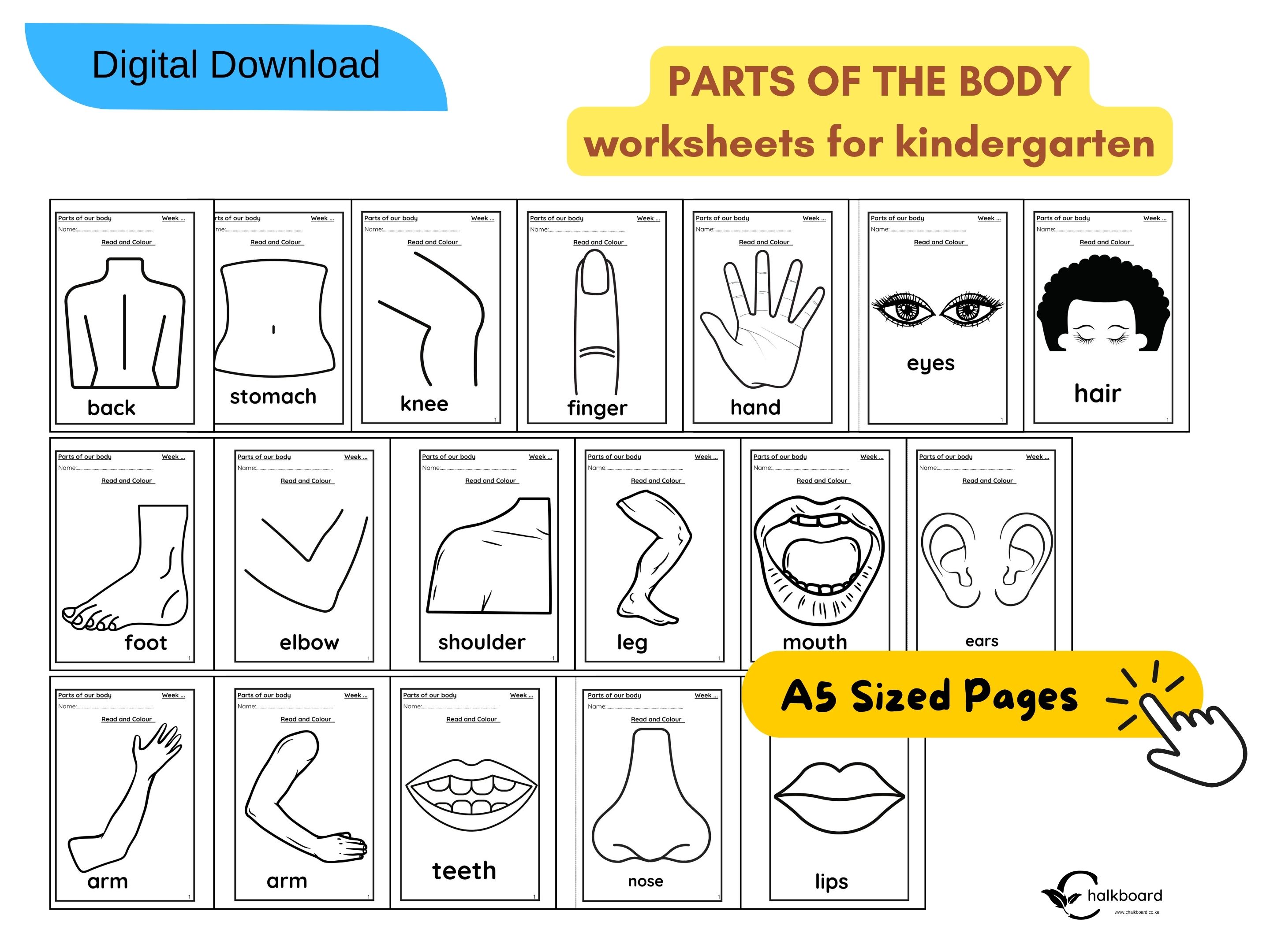 Parts of the body worksheets for kids